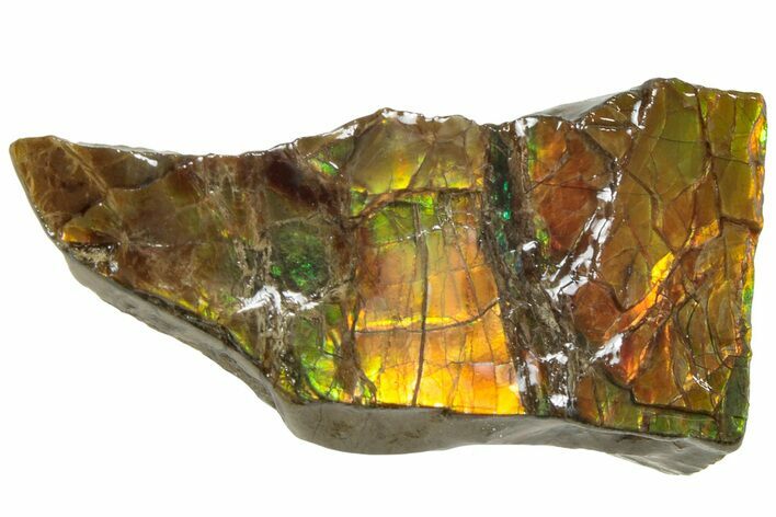 Iridescent Ammolite (Fossil Ammonite Shell) - Alberta #236434